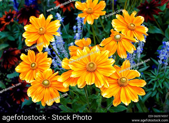 Bouquet of yellow chrysanthemum or gaillardia with flowers head on front view