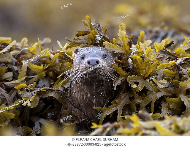 Otter (Lutra Lutra) Scottish coastal otter in seaweed. Ardnamurchan