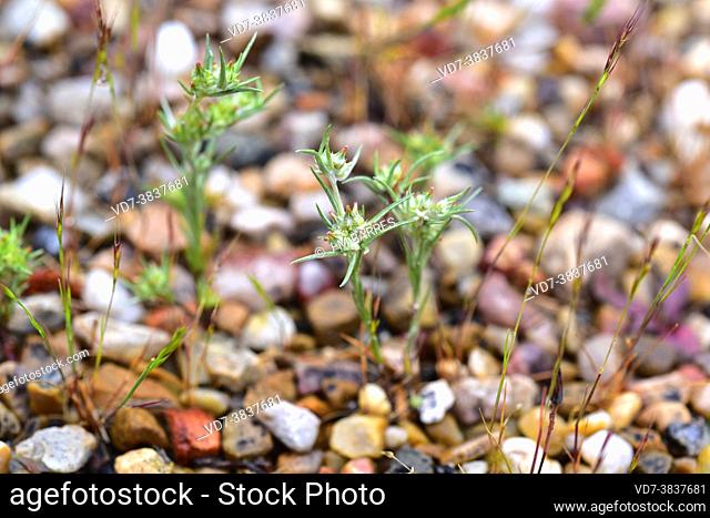 Broadleaf cottonrose (Filago pyramidata) is an annual herb native to Mediterranean basin and central Europe. This photo was taken in Sierra de la Culebra