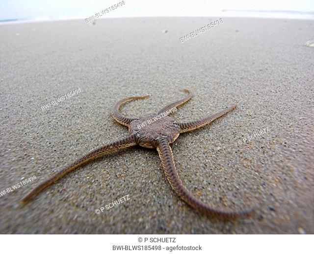 brittle stars, serpent stars, basket stars Gorgonocephalus, Astrophyton Ophiuroidea, lying at a beach