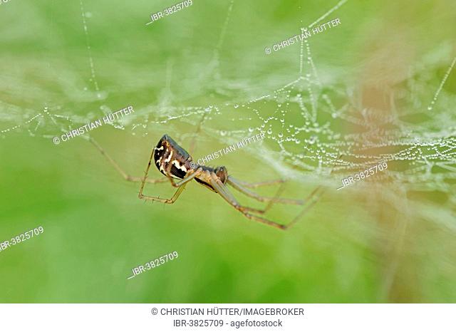European Sheet-web Spider (Linyphia triangularis), in a web, North Rhine-Westphalia, Germany