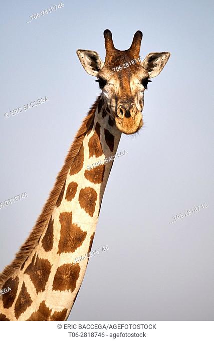 Head portrait Rothschild's giraffe (Giraffa camelopardalis rothschildi) female in Murchisson Falls National Park, Uganda