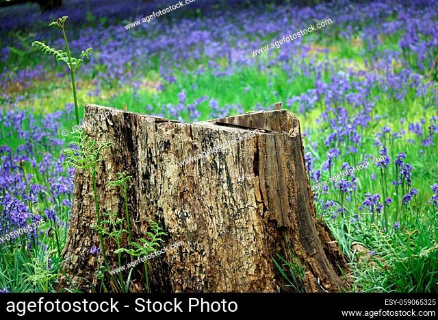 Spring bluebell, Hyacinthoides non scripta, flower wood with a large decaying tree stump in the foreground and bluebells blurred in the background