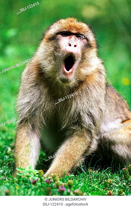 barbary ape / macaque - gaping / Macaca sylvanus