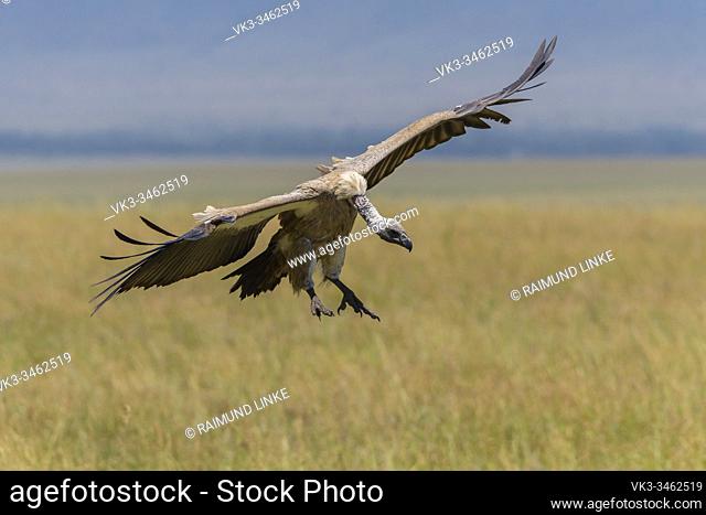 White backed vulture, Gyps africanus, in flight, Masai Mara National Reserve, Kenya, Africa