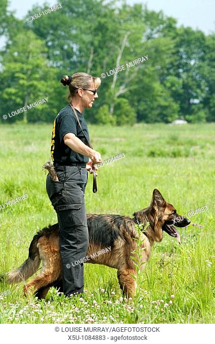 Geauga County, Ohio USA K9 police unit in training Officer Sandra Lesko with single use German shepherd Eliot Ness who is a trained cadaver or corpse dog  The...