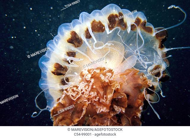 Compass jellyfish (Chrysaora hysoscella). Galicia, Spain