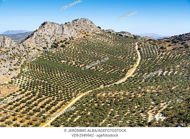 Field of olive trees, Antequera. Málaga province, Andalusia. Southern Spain Europe