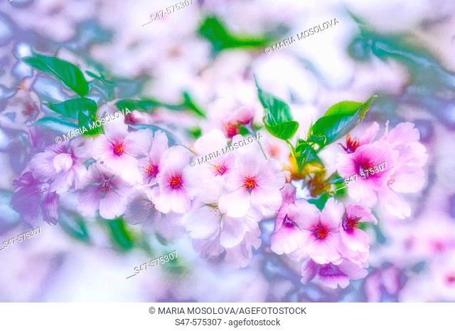 Cherry Blossom. Yoshino Cherry. Prunus x yedoensis