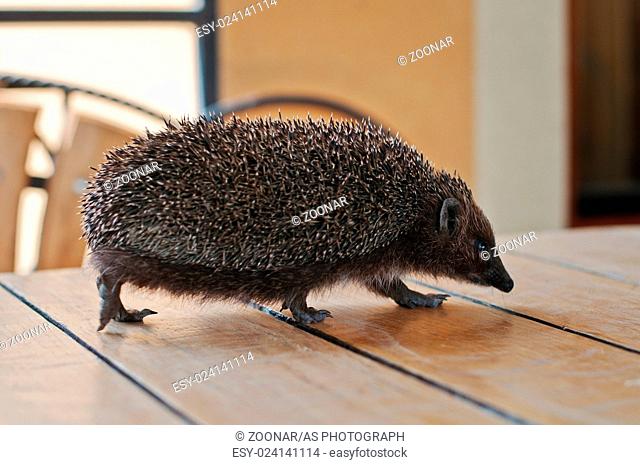 hedgehog on the wooden table