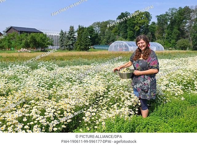 11 June 2019, Brandenburg, Jänschwalde: Undine Janetzky, boss of Lusiza GmbH, stands in front of a field full of daisies belonging to her sister Christina Grätz...