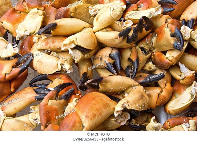 crab claws at the fish market , Norway, Bergen