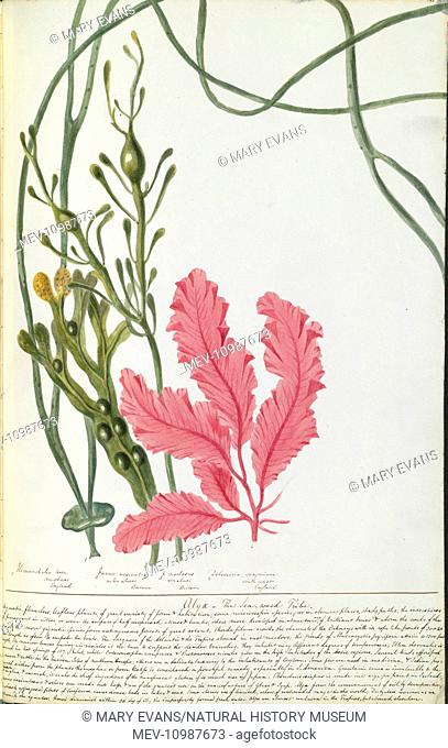 From a bound volume watercolour drawings of plants : including the originals for her 'Illustrations of the Natural Order of Plants'