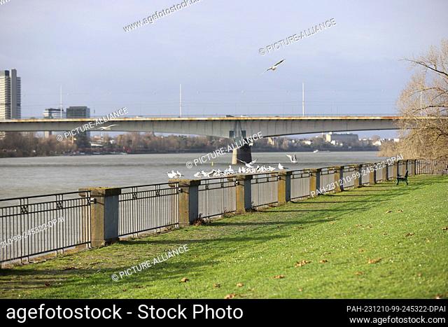 10 December 2023, North Rhine-Westphalia, Bonn: Seagulls sitting on a railing on the Rhine Photo: Sascha Thelen/dpa. - Bonn/North Rhine-Westphalia/Germany