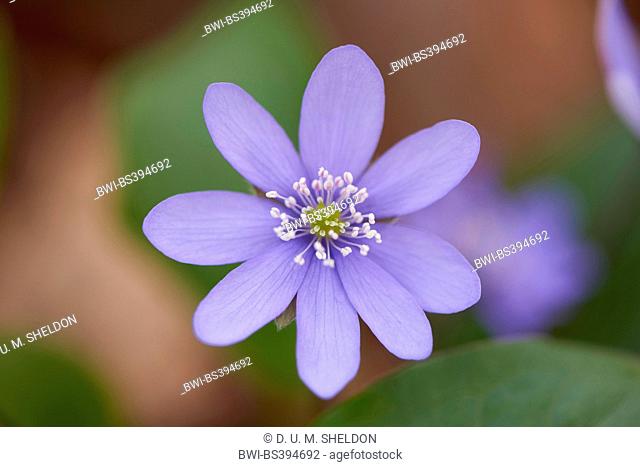 Hepatica liverleaf, American liverwort (Hepatica nobilis, Anemone hepatica), single flower, Germany, Bavaria, Oberpfalz