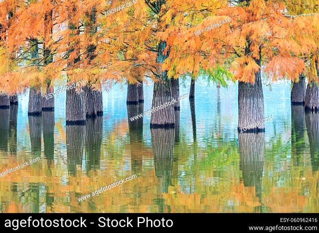 water fir in autumn, dawn redwood forest landscape on lake