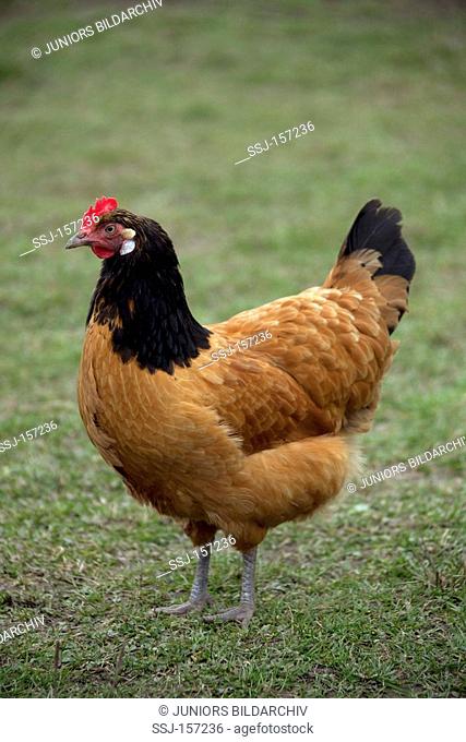 hen - standing / Gallus domesticus