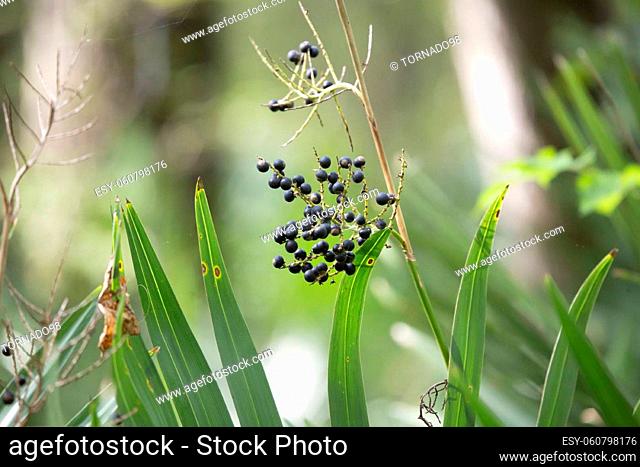 Rod of deep blue berries in a green forest