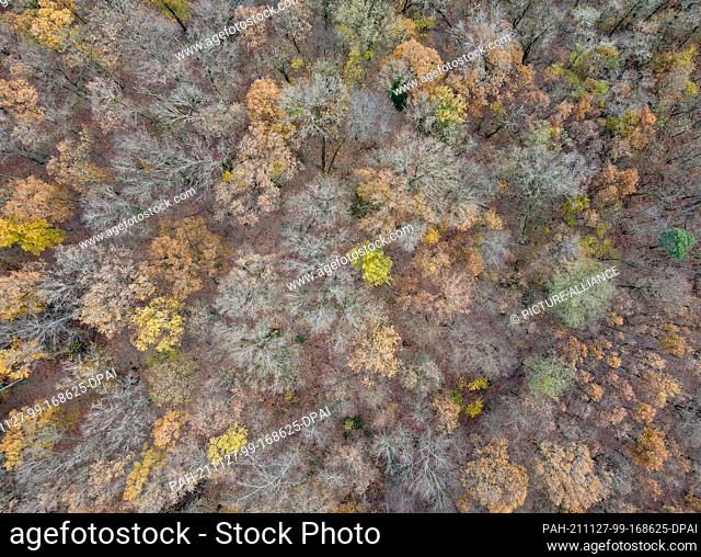 26 November 2021, Brandenburg, Sieversdorf: Only a few yellow leaves still shine on the branches between already bare deciduous trees in a forest in East...