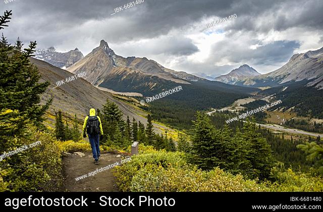 Hiker between autumnal bushes, view of Sunwapta Pass, mountain landscape and glaciers in autumn, mountains Hilda Peak and Mount Wilcox, Parker Ridge
