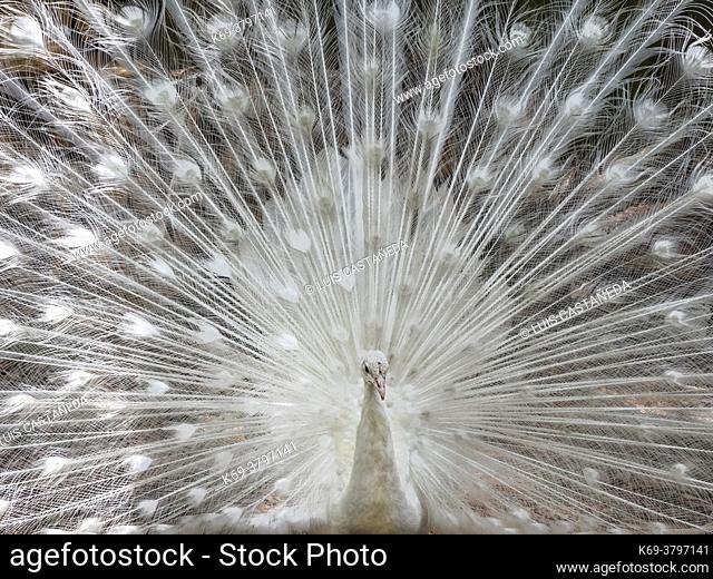 Occasionally, peafowl appear with white plumage. Although albino peafowl do exist, this is quite rare and almost all white peafowl are not, in fact
