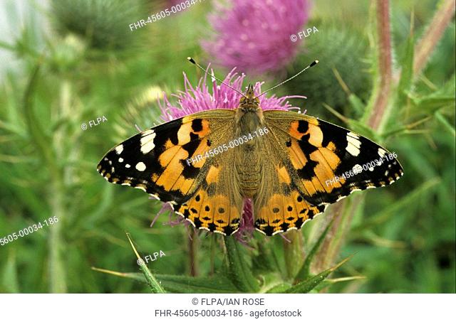 Painted Lady Cynthia cardui Wings open on Thistle flower - Mistley, Essex, England