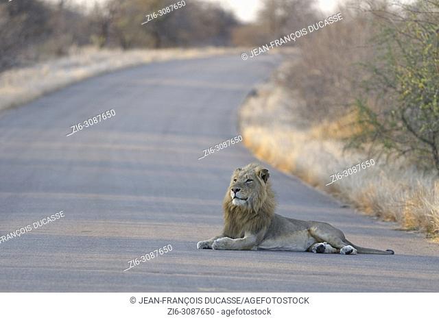 African lion (Panthera leo), adult male lying in the middle of a tarred road at sunset, head up, Kruger National Park, South Africa, Africa