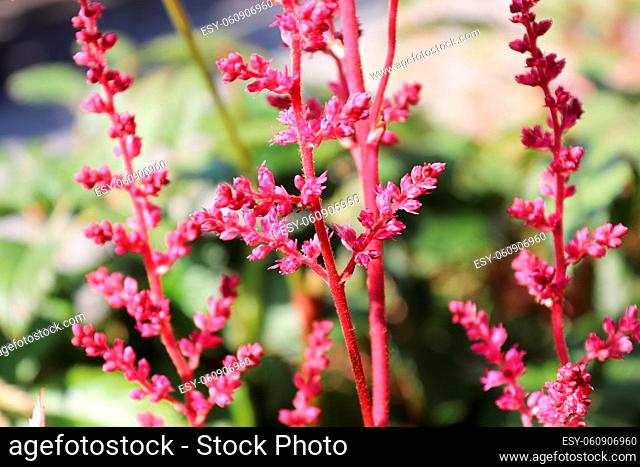 Delicate pink astilbe flowers on a stem