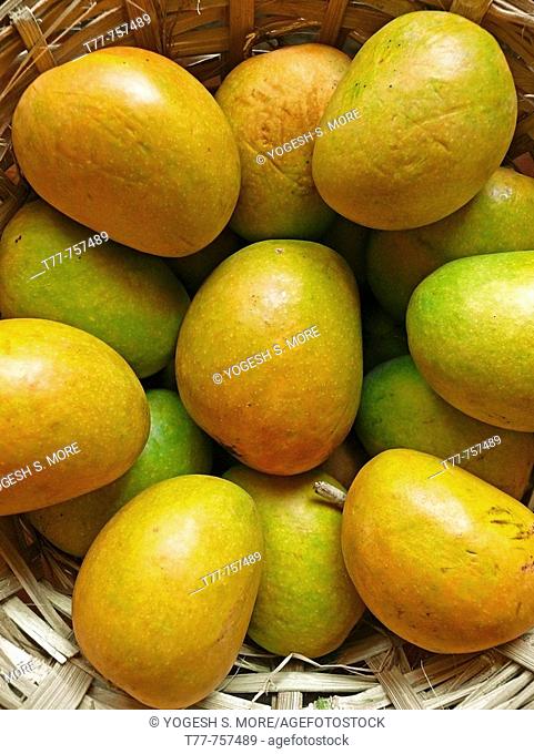 Alphonso mangoes are kept in a basket made of bamboos for packing. Mangifera indica L. Anacardiaceae, Alphonso mango. The flesh of a mango is peachlike and...