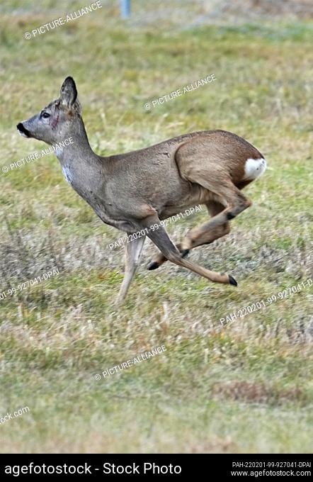 31 January 2022, Brandenburg, Schwedt/Ot Criewen: A deer injured in the face jumps off in the Lower Oder Valley National Park