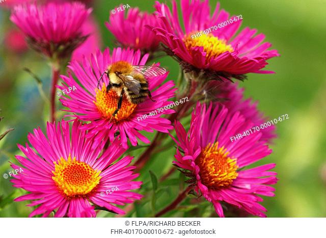 Common Carder Bumblebee Bombus pascuorum adult, feeding on Michaelmas Daisy Aster novae-angliae flowers in garden, Powys, Wales, september