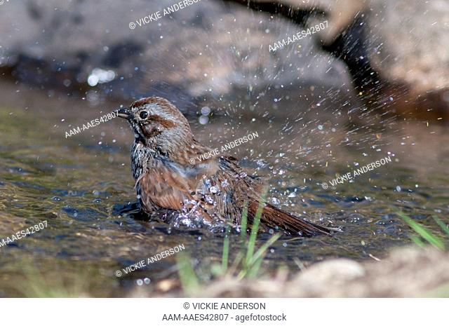 Song Sparrow (Melospiza melodia) bathing, Western Washington