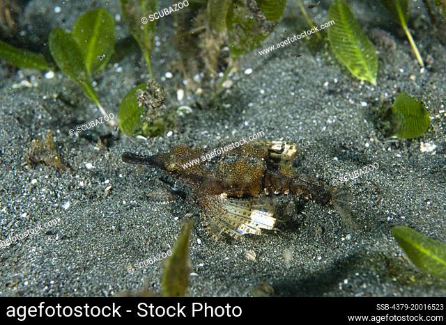 Dragon sea moth, Eurypegasus draconis, on sand, Manado, Sulawesi, Indonesia
