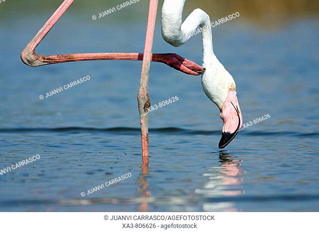 Flamingo (Phoenicopterus roseus) scratching head with leg
