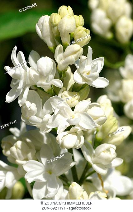 Syringa vulgaris Mme. Lemoine, Flieder, Lilac