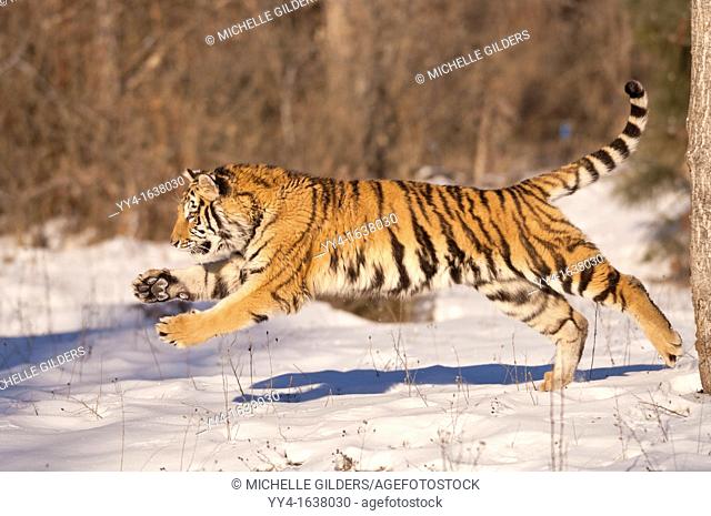 Siberian tiger, Panthera tigris altaica, running in snow  Native to northern Korea, China and Russian Far East
