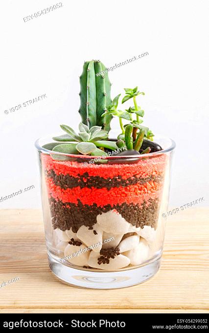 Close-up of a succulent plants arrangement in a glass pot on wood table