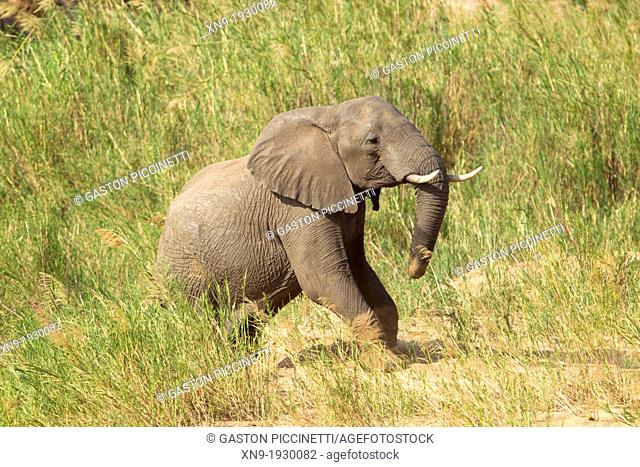 African Elephant (Loxodonta africana), in the reeds. The Common Reeds (Phragmites australis) are found in wetland, banks and shallows