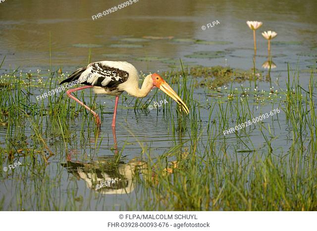 Painted Stork (Mycteria leucocephala) adult, feeding in shallow water, Yala N.P., Sri Lanka, March