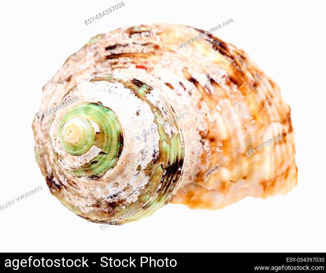 old helix shell of whelk mollusc isolated on white background