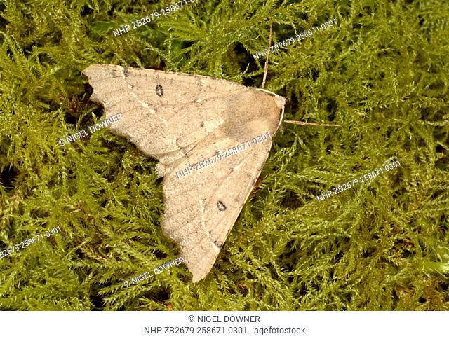 Close-up of a Scalloped hazel moth (Odontopera bidentata) resting on moss in a Norfolk garden in summer