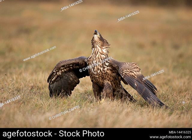 White-tailed eagle (Haliaeetus albicilla) screaming in territorial fight, Poland