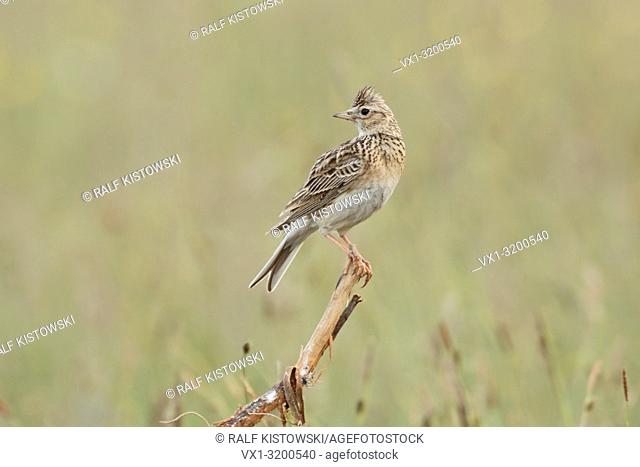 Skylark ( Alauda arvensis ) perched on an exposed stem in a meadow, typical but rare bird of open meadows and farmland
