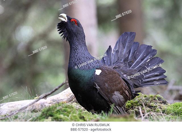 Displaying male Capercaillie (Tetrao urogallus)