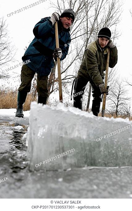 Employees of Pohorelice fisheries cut through the ice on one of the fishing ponds at Pohorelice near Breclav, Czech Republic on February 23, 2017