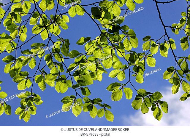 Common beech - european beech - leaves in spring (Fagus sylvatica)