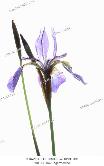 Iris, Siberian Flag, Iris sibirica, Studio shot of open pale blue flower head on an upright stem