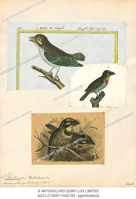 Megalaima haemacephala, Print, The coppersmith barbet (Psilopogon haemacephalus), also called crimson-breasted barbet and coppersmith
