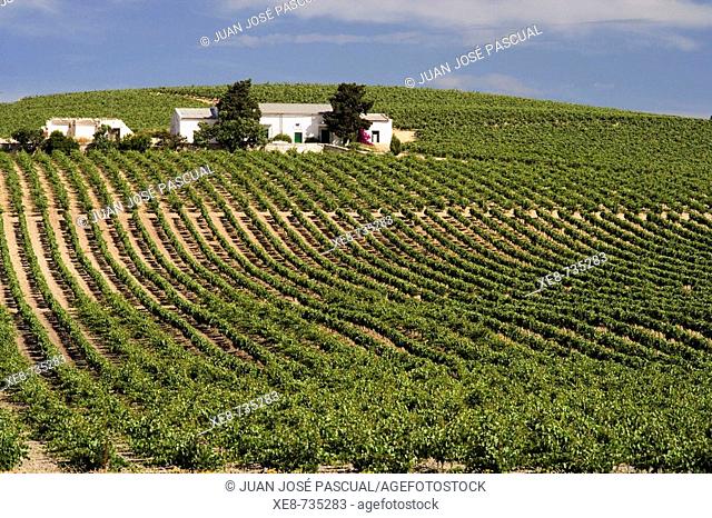 Vineyards, Jerez de la Frontera. Cadiz province, Andalucia, Spain