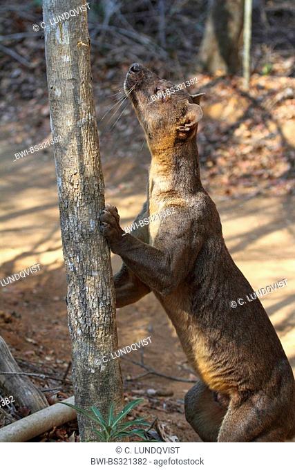 fossa (Cryptoprocta ferox), trying to climb up a tree, largest predator of Madagascar, Madagascar, Toliara, Kirindy Forest